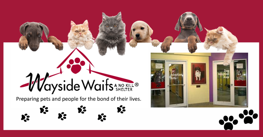 Griffen Riley Property Group and Wayside Waifs